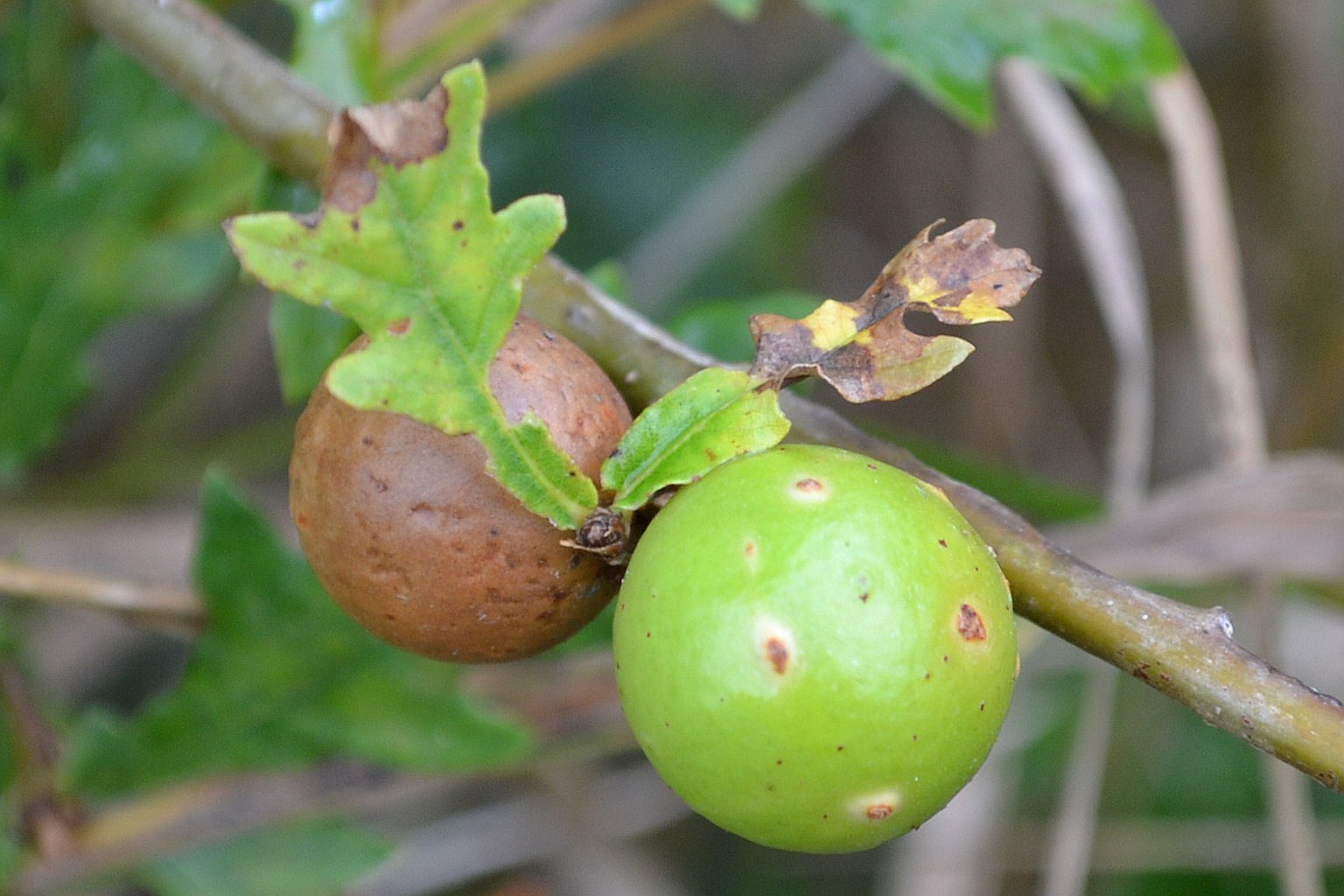 Marble Gall
